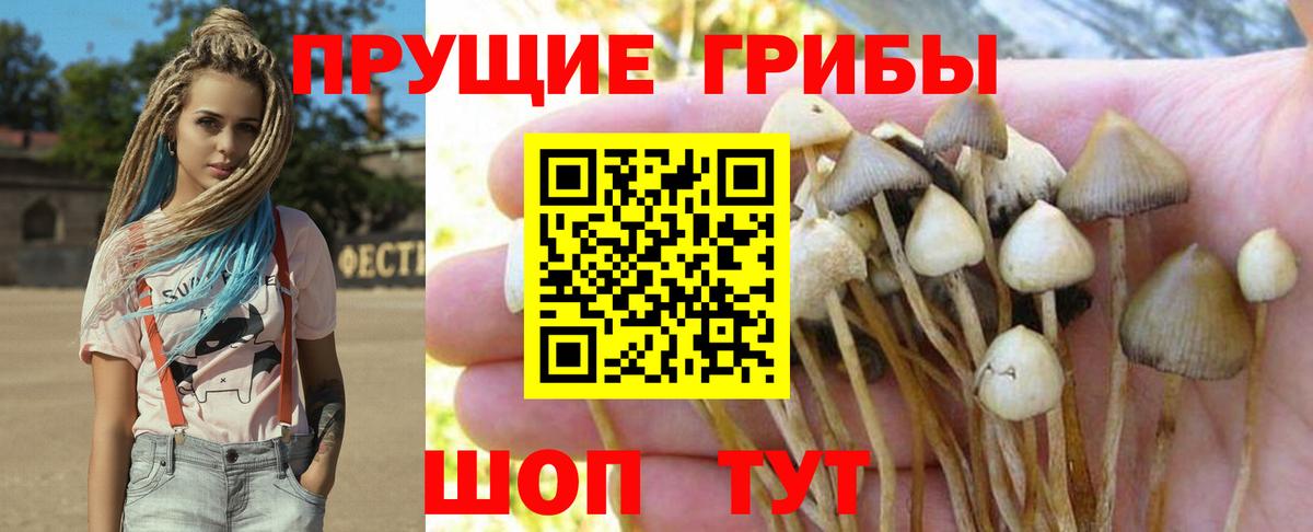 Псилоцибиновые грибы Cubensis Ярцево